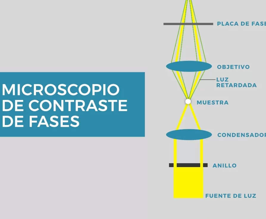 microscopio de contraste de fases