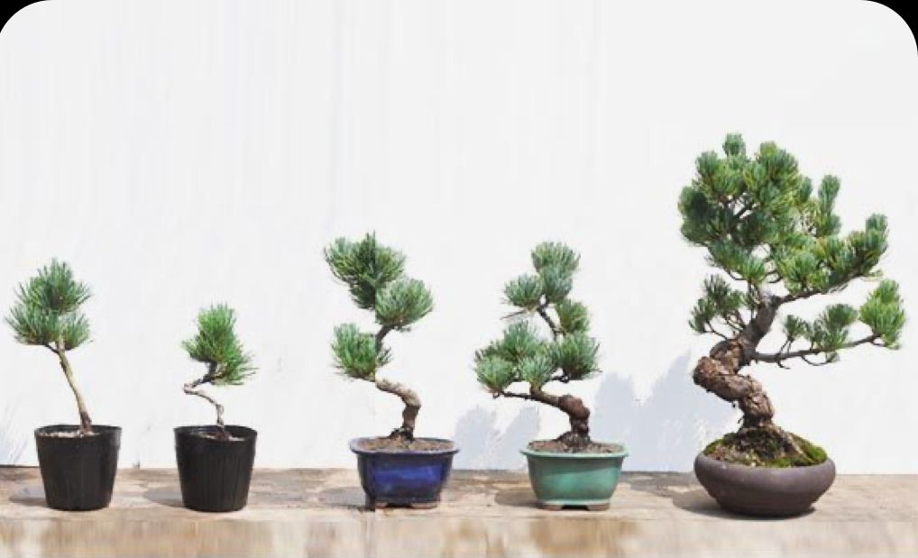 cuidar mi primer bonsái