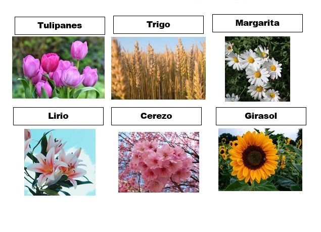 que son las plantas angiospermas