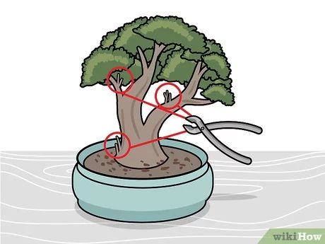 como podar un bonsai
