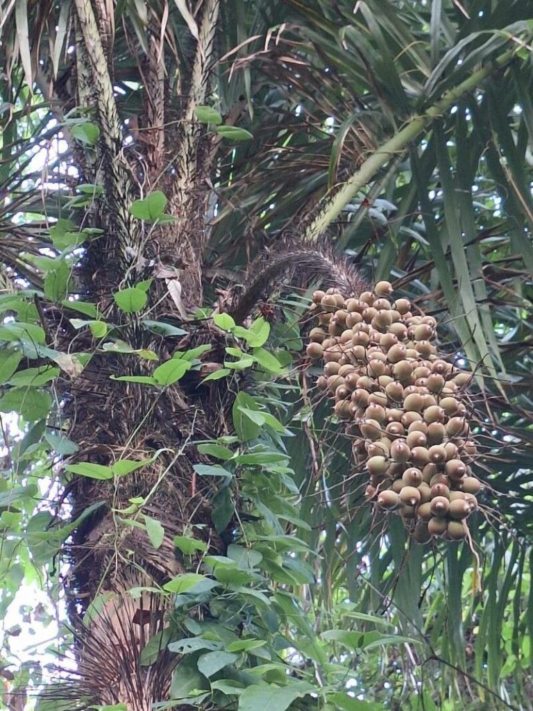 Astrocaryum standleyanum