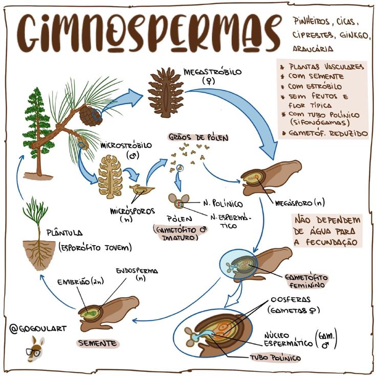 reproducci贸n en gimnospermas