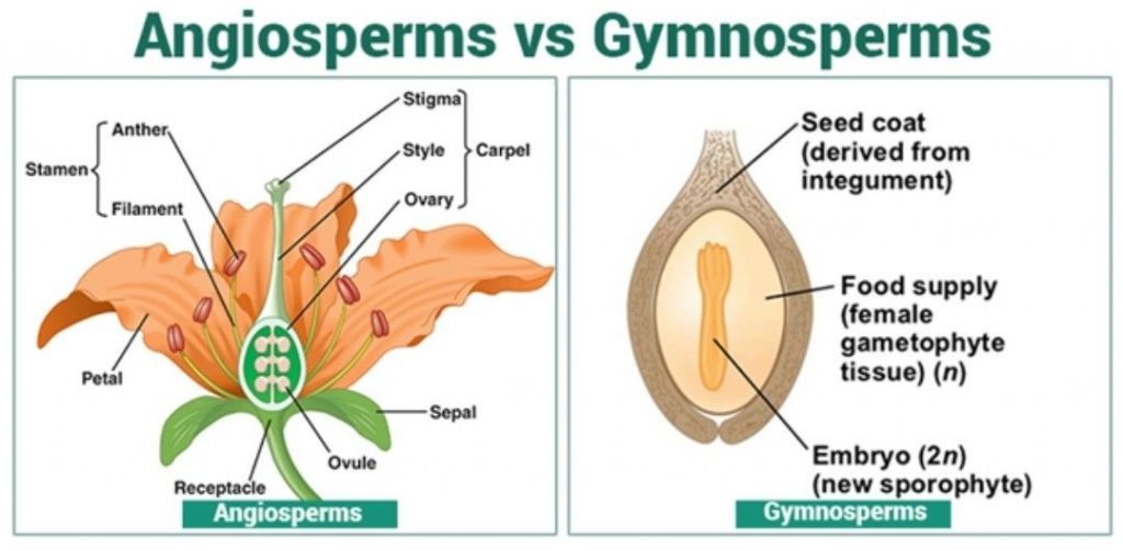 angiospermas vs gimnospermas