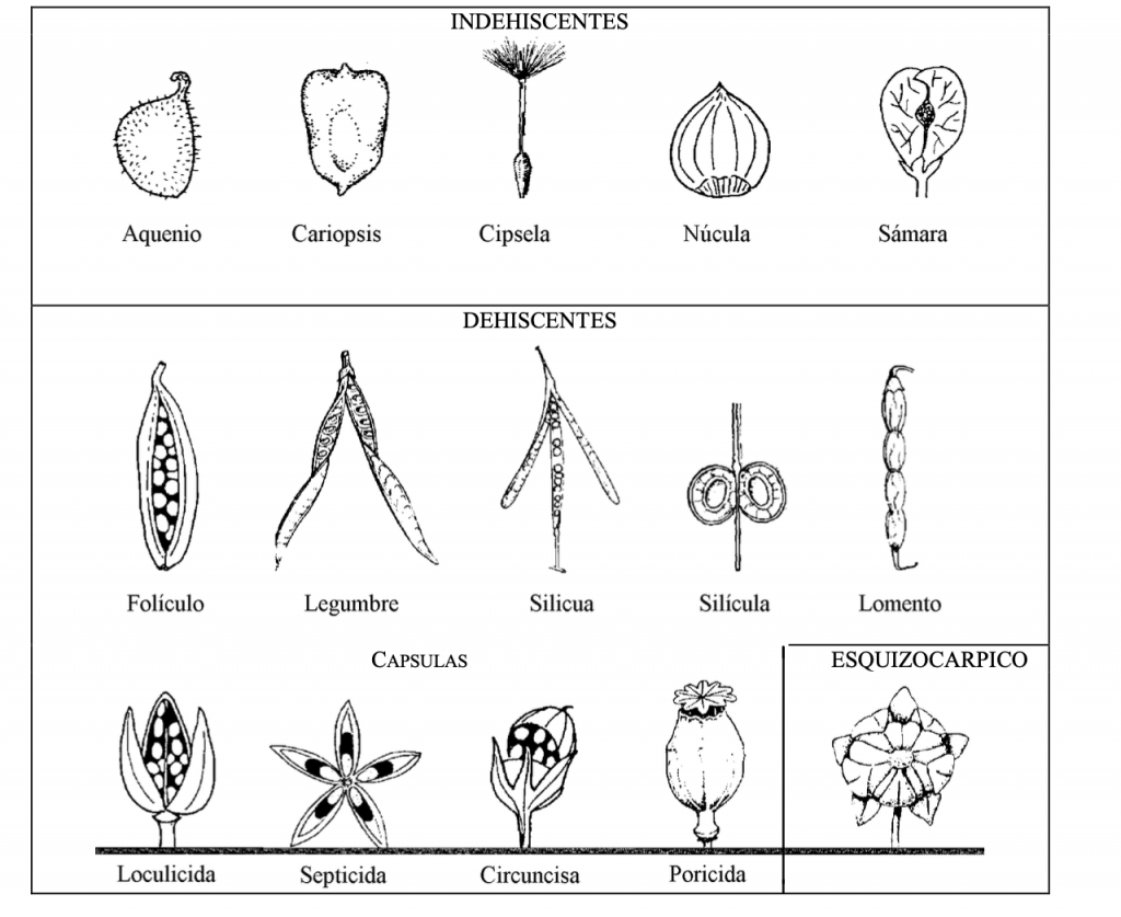 frutos secos en botanica