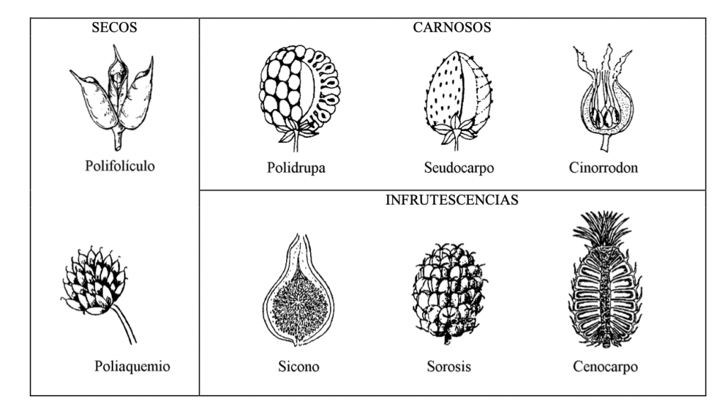 tipos de frutos secos y carnosos