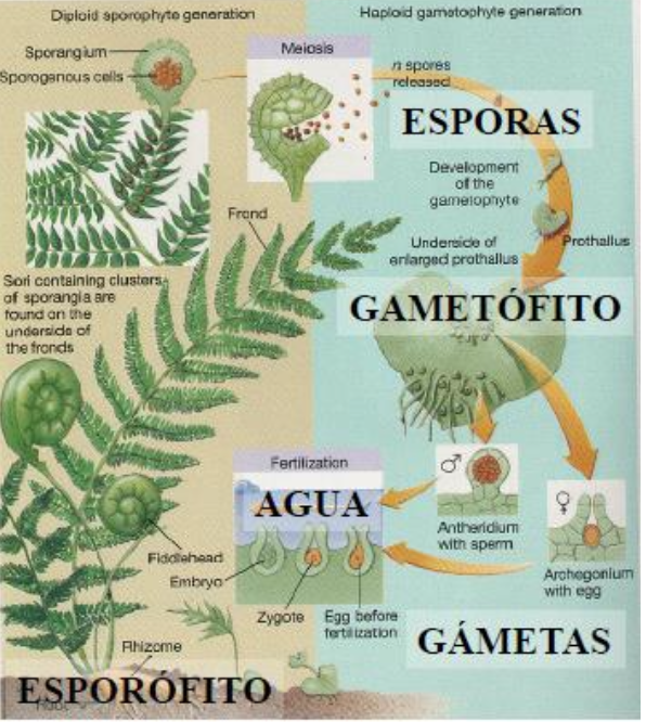 clasificacion pteridofitos