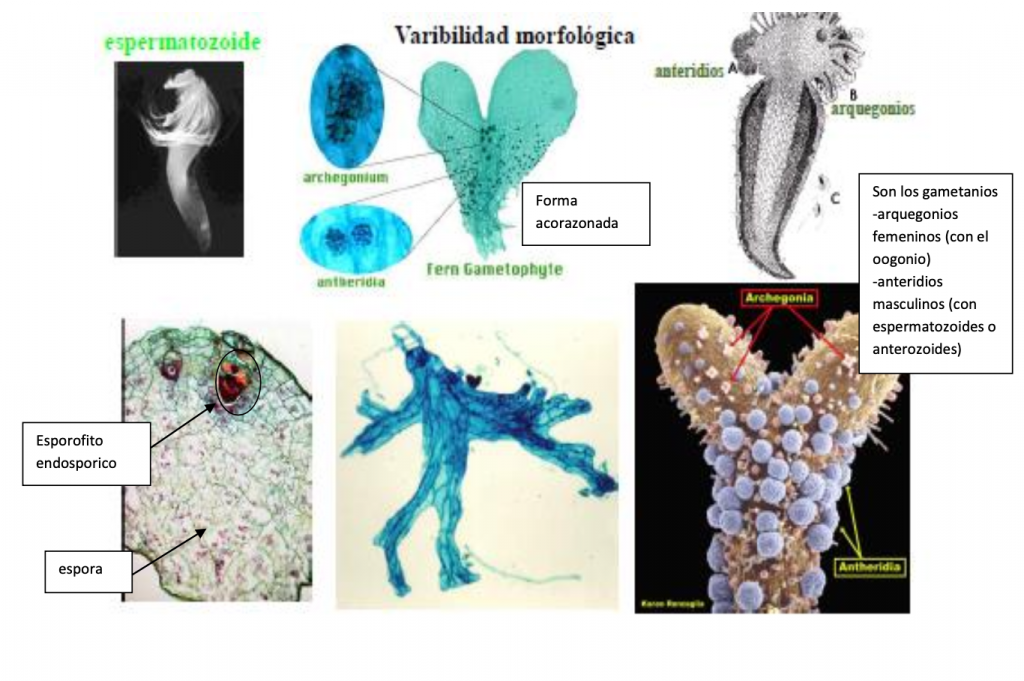 partes de los pteridófitos