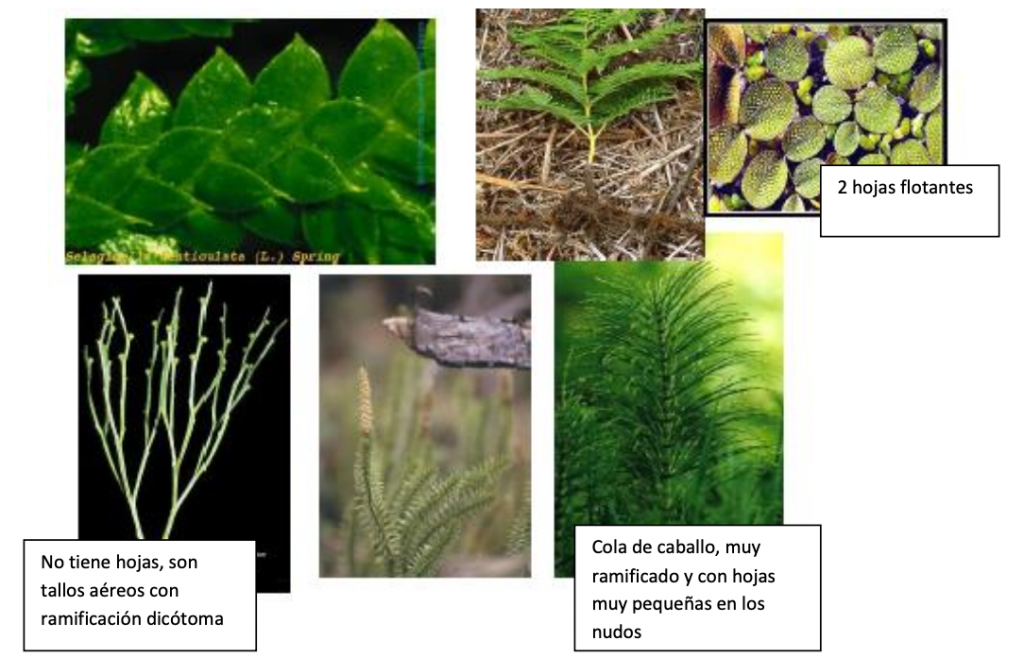 Esporofito de los pteridofitos