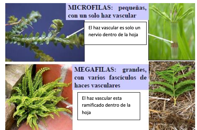 hojas de los pteridofitos