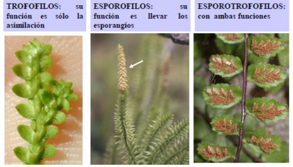 funcion hojas pteridofitos