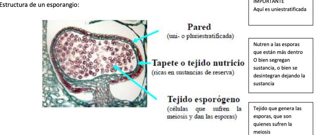 estrucutra de un esporangio