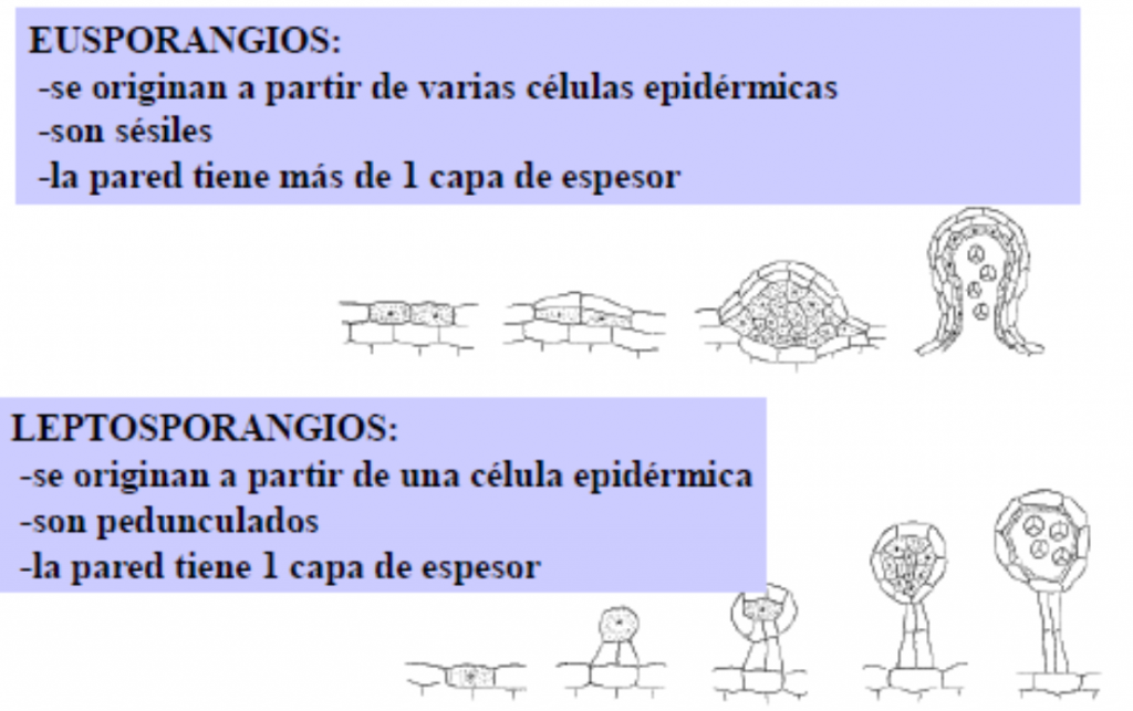 tipos de esporangios