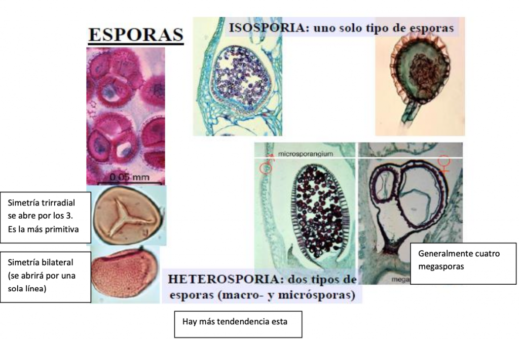 tipos de esporas de los pteridofitos
