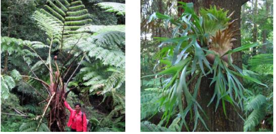 ejemplos helechos pteridofitos