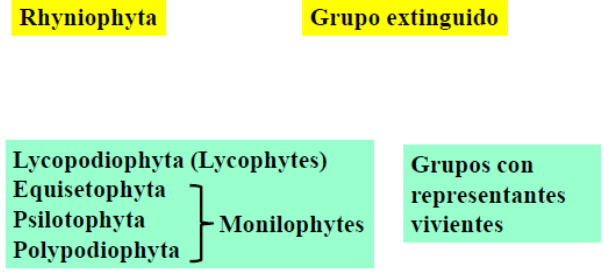 grupos de pteridofitos