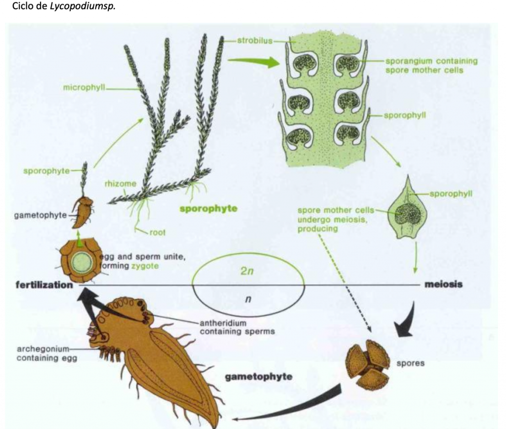 ciclo de Lycopodiophyta