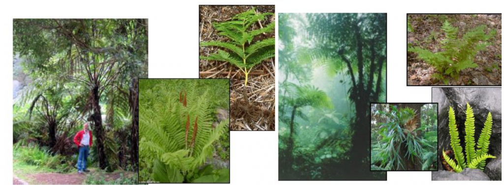 grupo Polypodiophyta de los pteridofitos