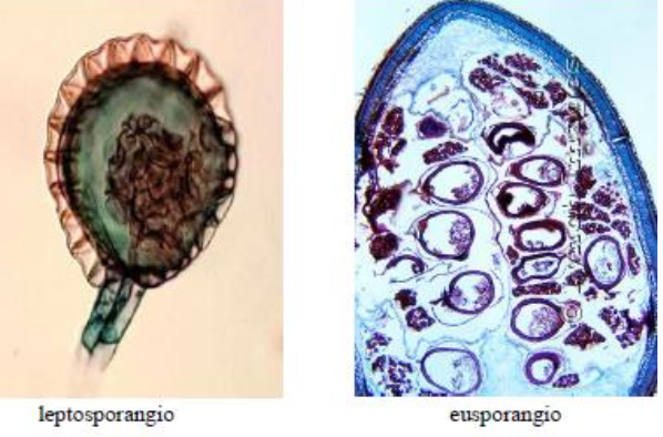 diferencia leptosporangio y esuporangio