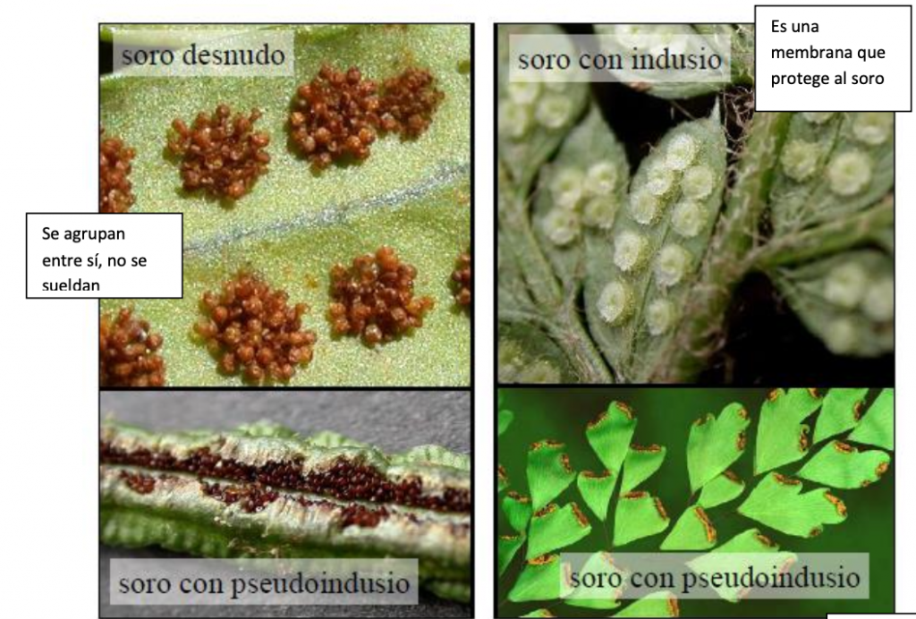 Protección del leptosporangio