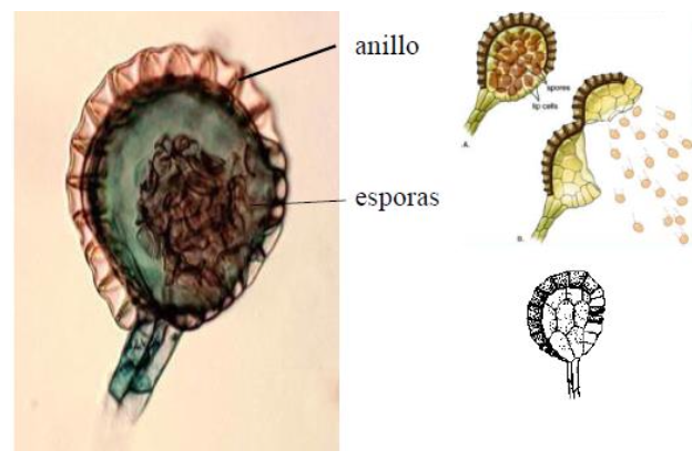 Apertura del Leptosporángio