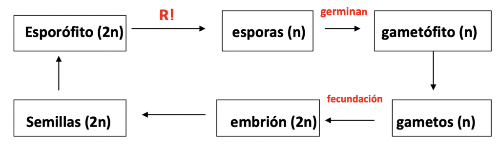 clasificación espermatófitos