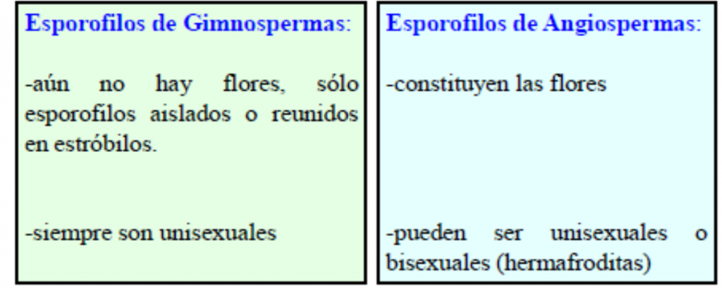 esporofilos en espermatófitos