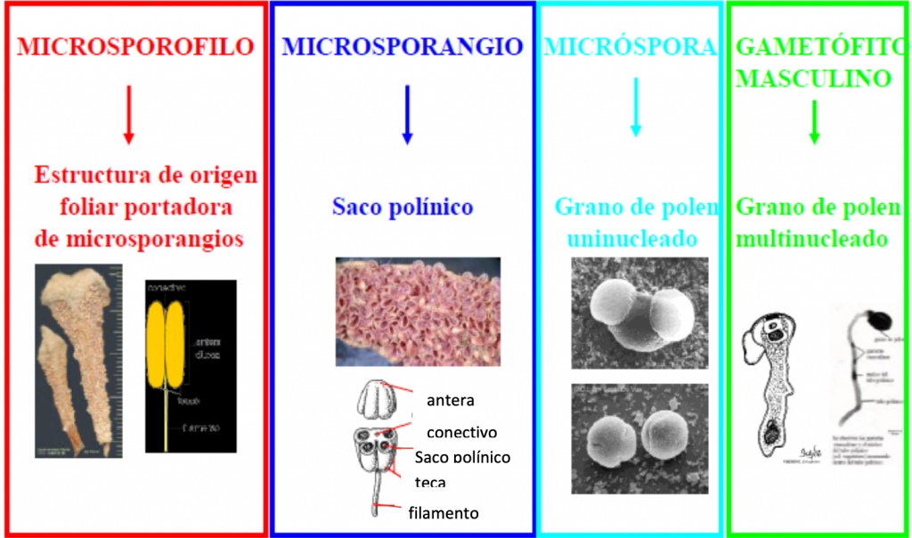 microsporofilo organo masculino espermatofitos