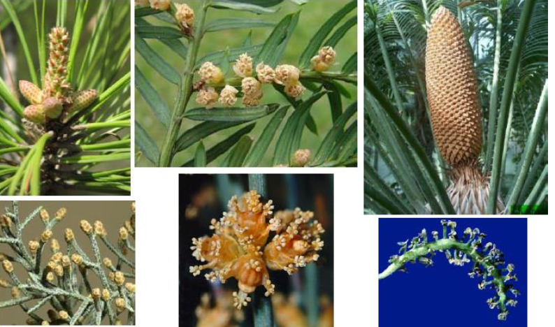 estrobilos gimnospermas