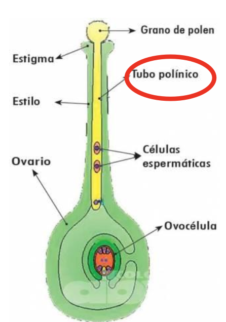 tubo polinico angiospermas