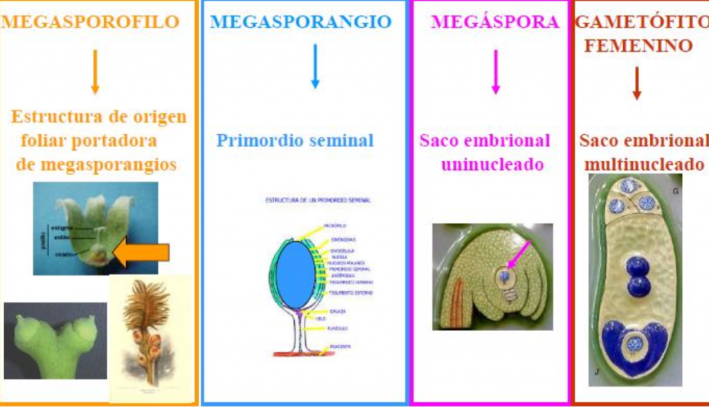 gametofito femenino en gimnospermas