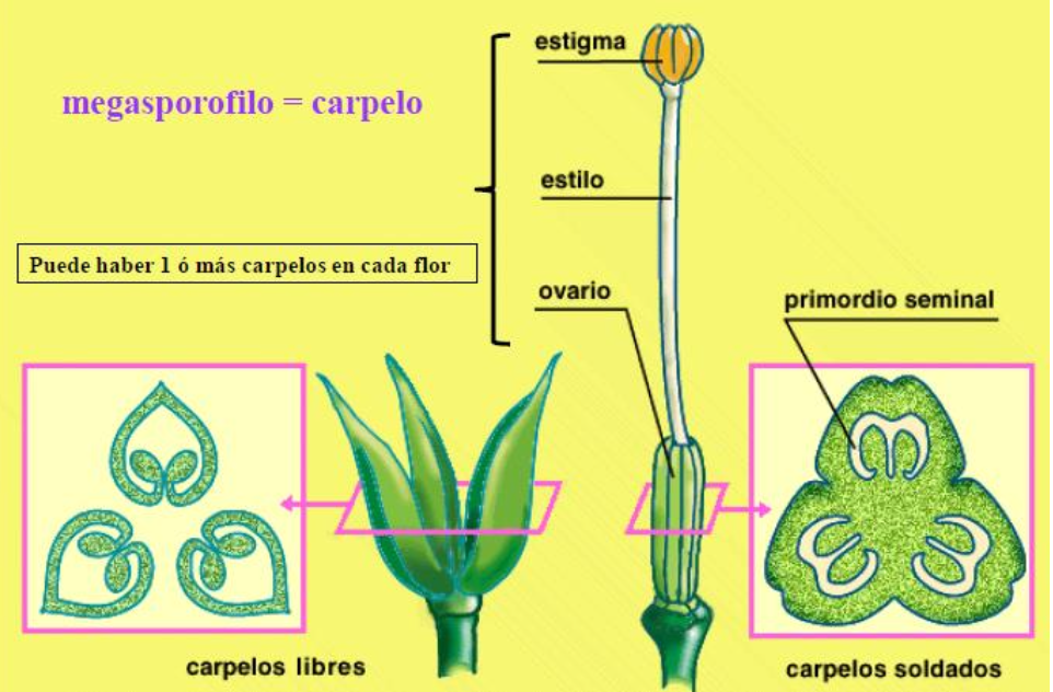 partes del gineceo botánica
