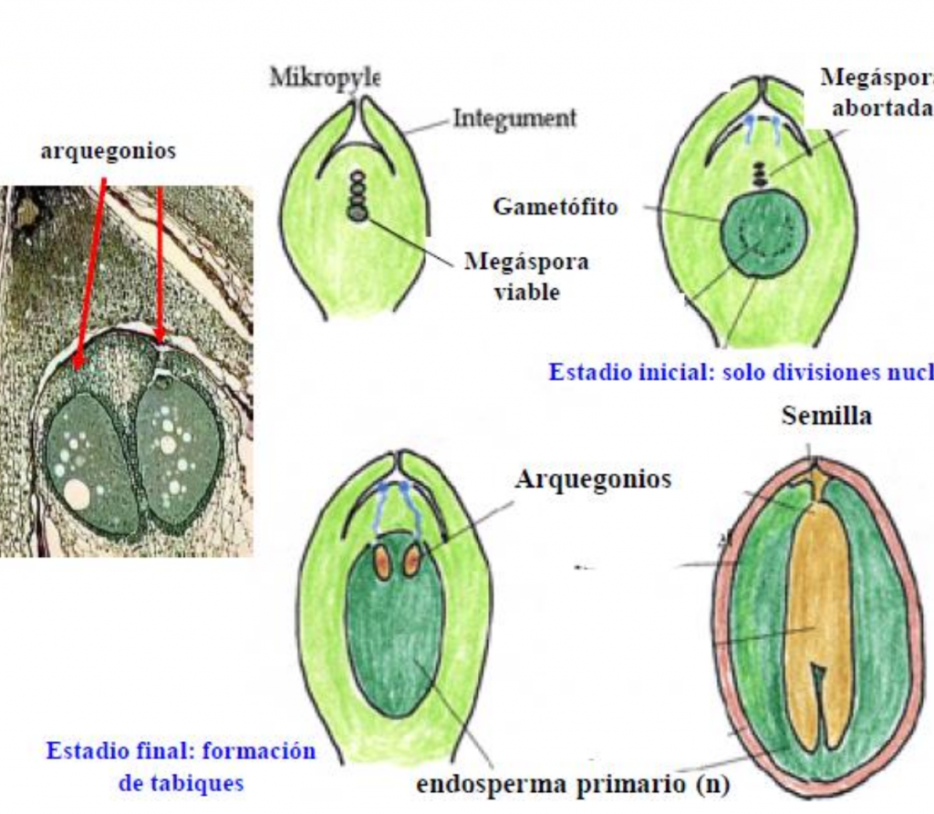 semilla en gimnospermas