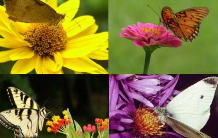 polinizacion angiospermas