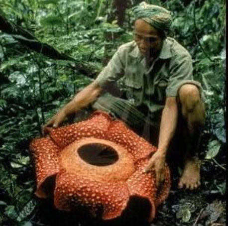 tipos de polinización