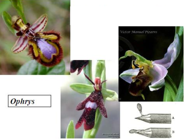 ophrys polinización