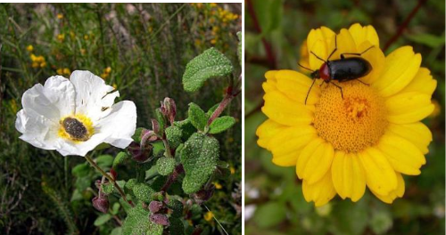 polinizacion por colepteros