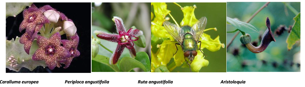 polinizacion por dipteros moscas