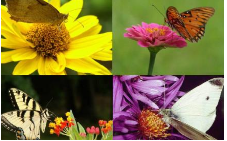 polinizacion lepidóteros mariposas