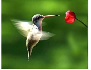 ornitofilia polinizacion