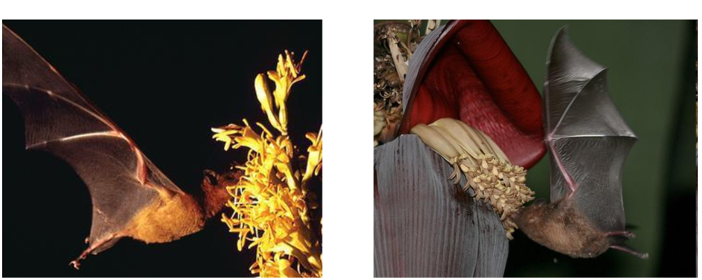 quiropterodilia polinizacion murcielagos