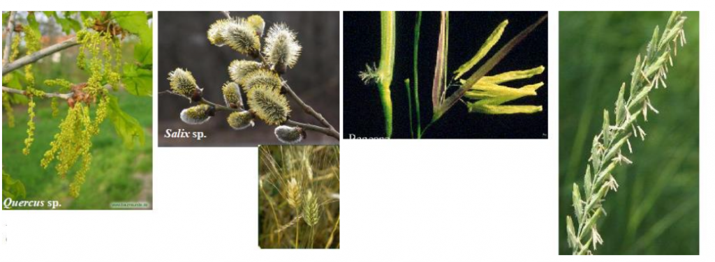 anemofilia polinizacion por viento