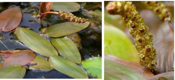 hidrofilia polinizacion agua