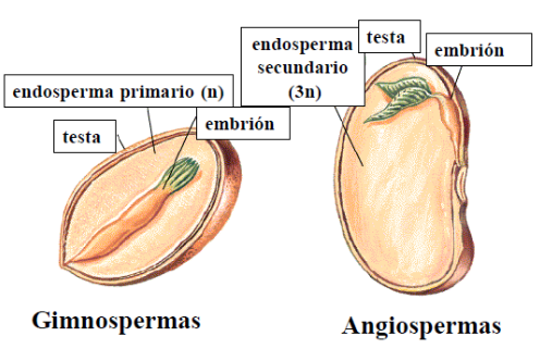 semillas en angiospermas y gimnospermas