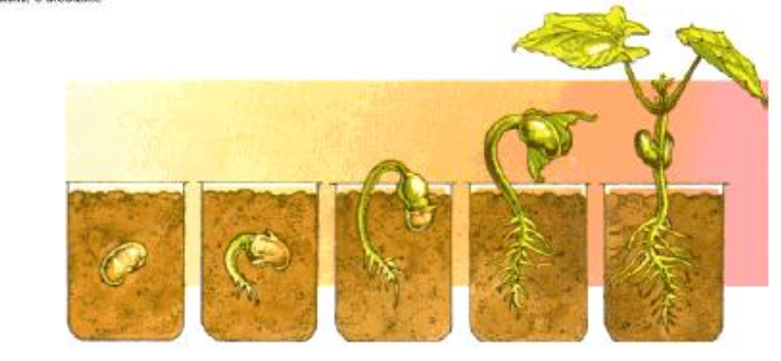 germinacion de una semilla