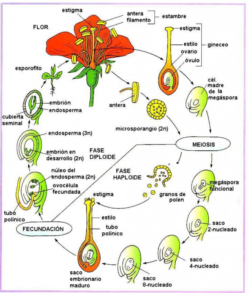 angiospermas semilla