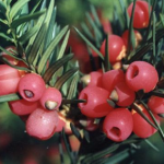 Captura de pantalla 2026-01-31 a las 17.53.04