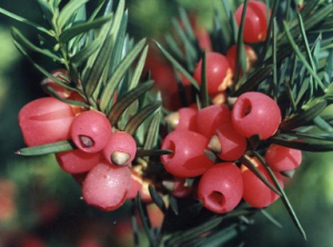 Captura de pantalla 2026-01-31 a las 17.53.04