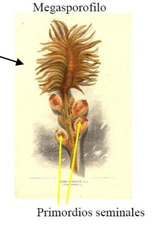 primordios seminales