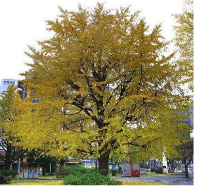 División Ginkgophyta