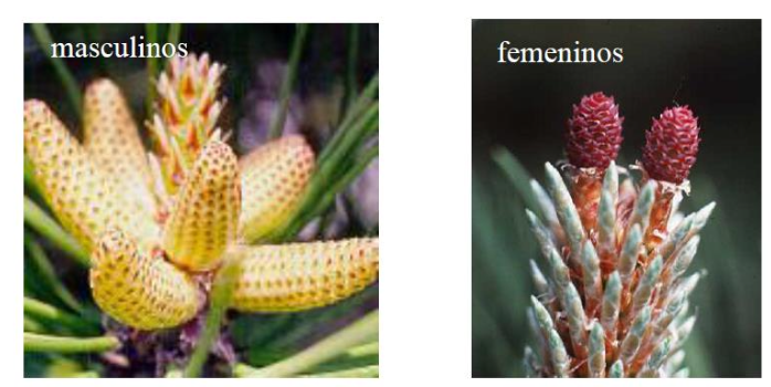 plantas masculinas y femeninas